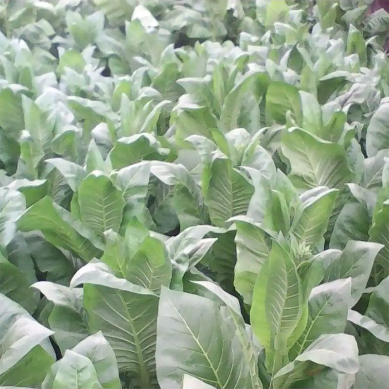 Tobacco seeds - Lorscher - 300