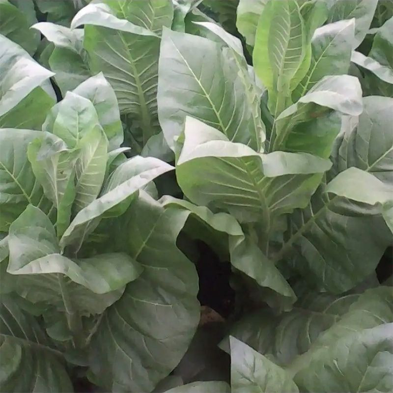 Tobacco seeds - Lorscher - 100