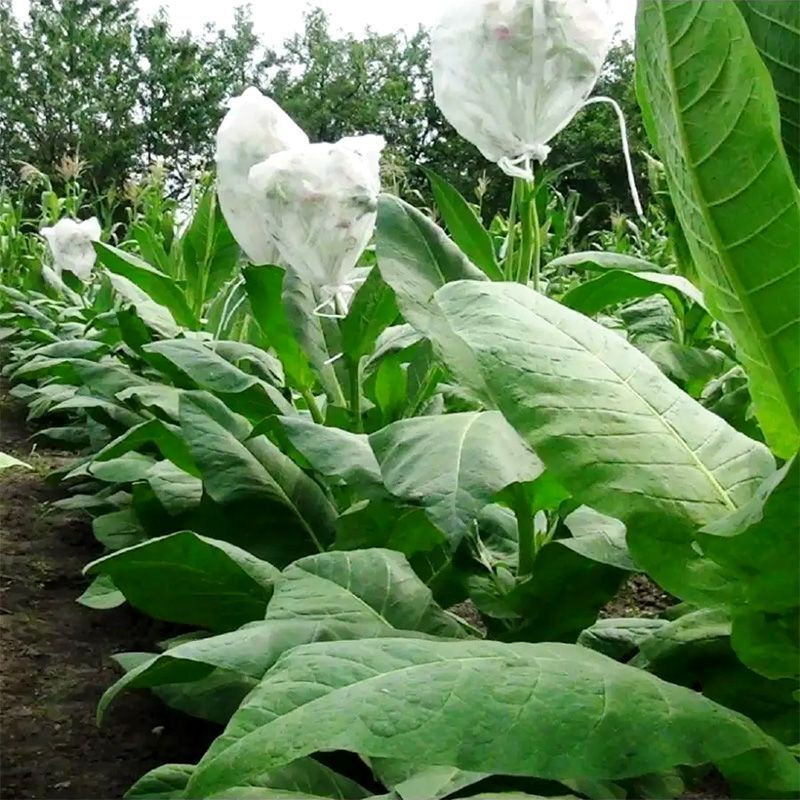 Tobacco seeds - Lorscher - 300