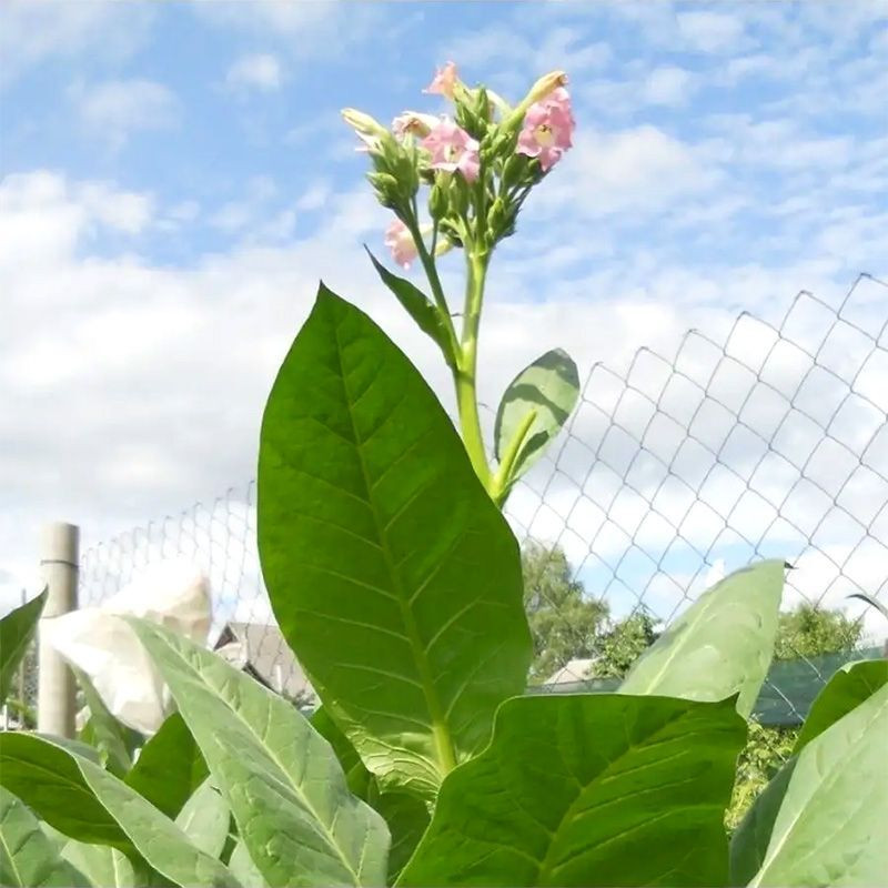 Tobacco seeds - Lorscher - 300