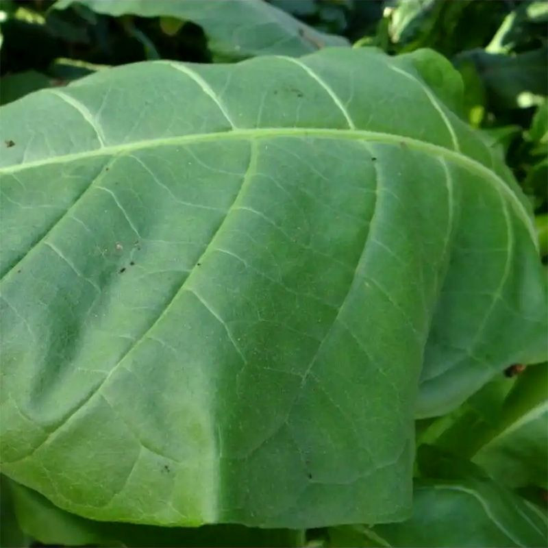 Tobacco seeds - Kerti 25 - 100