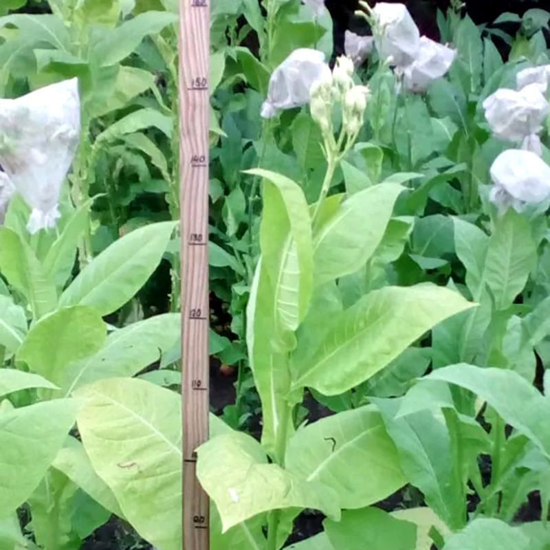 Tobacco seeds - Kerti 25 - 100