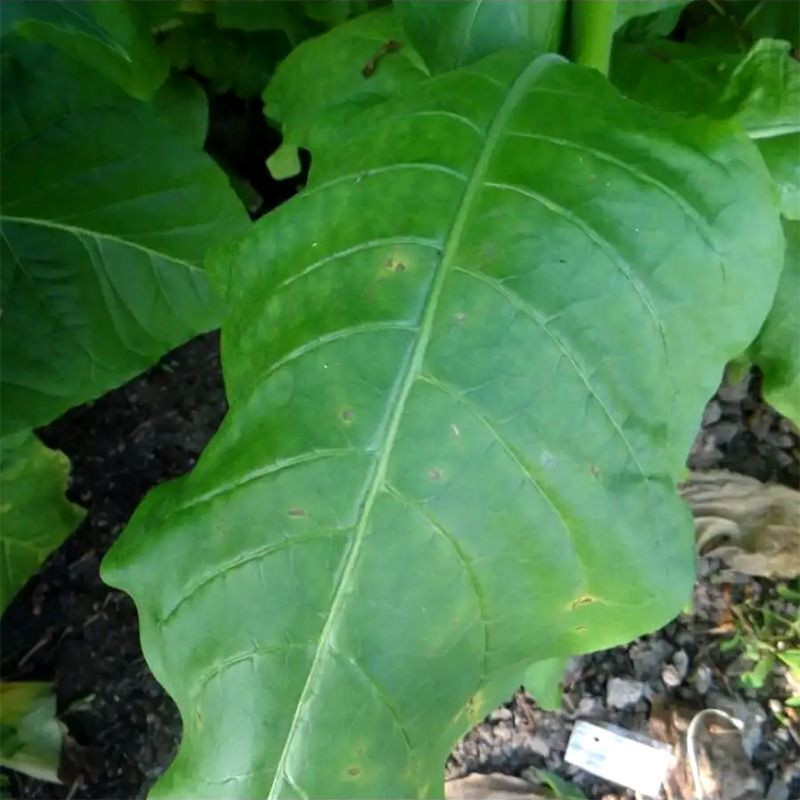 Tobacco seeds - Kerti 25 - 100