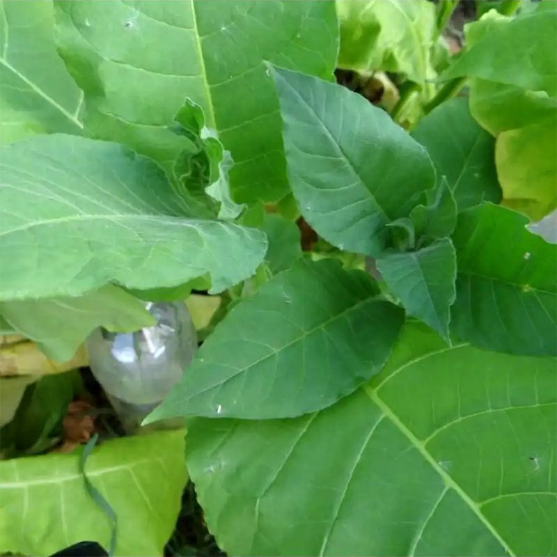 Tobacco seeds - Kerti 25 - 100