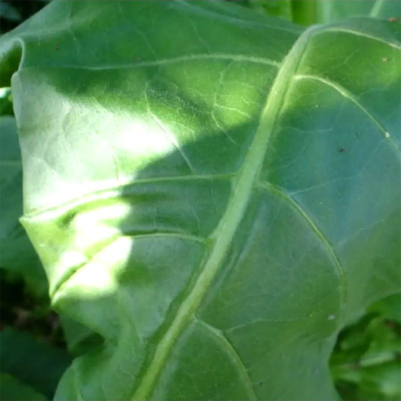 Tobacco seeds - Kerti 25 - 100