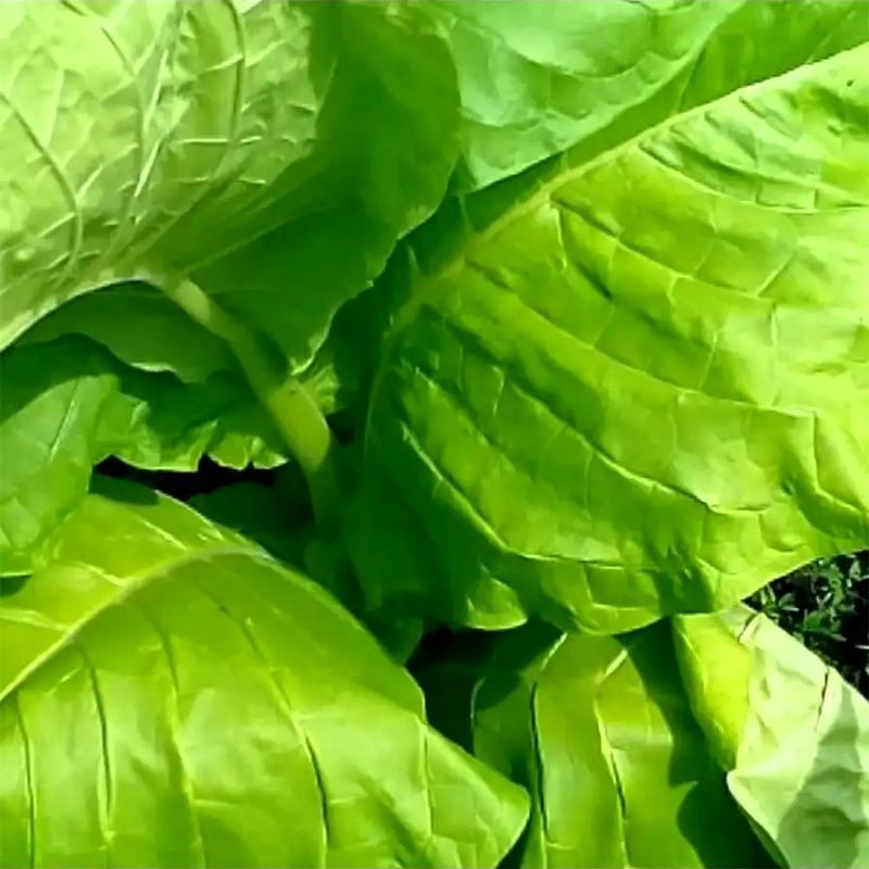 Tobacco seeds - Kerti 25 - 100