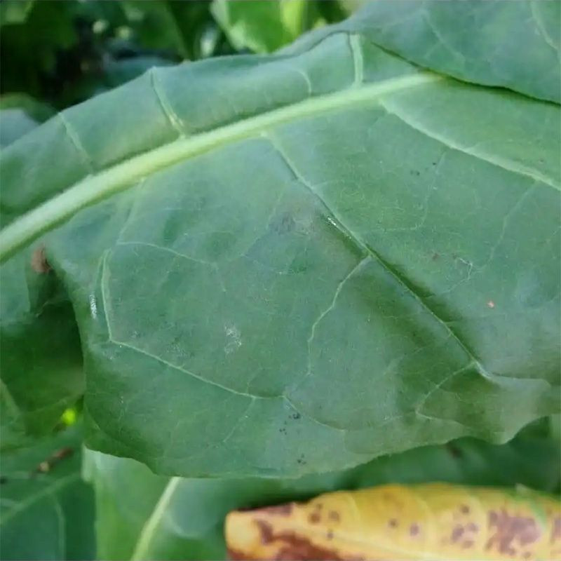 Tobacco seeds - Kerti 25 - 100