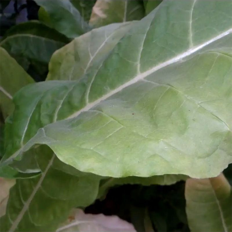 Tobacco seeds - Burley 5 - 100