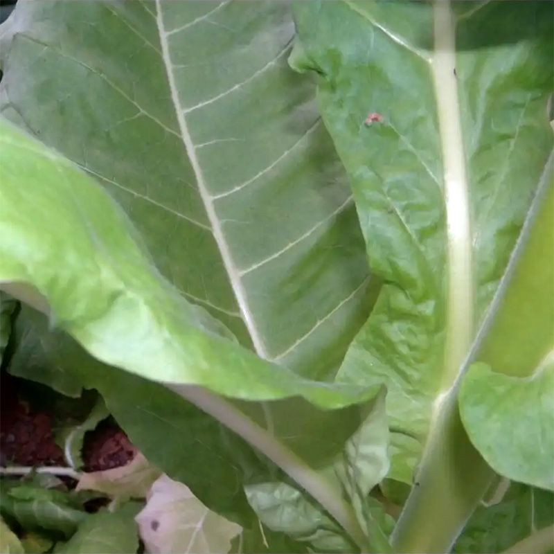 Tobacco seeds - Burley 5 - 100
