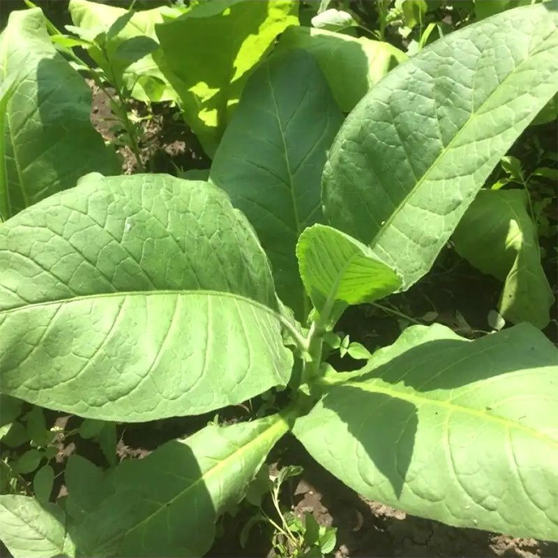Tobacco seeds - Burley 5 - 100