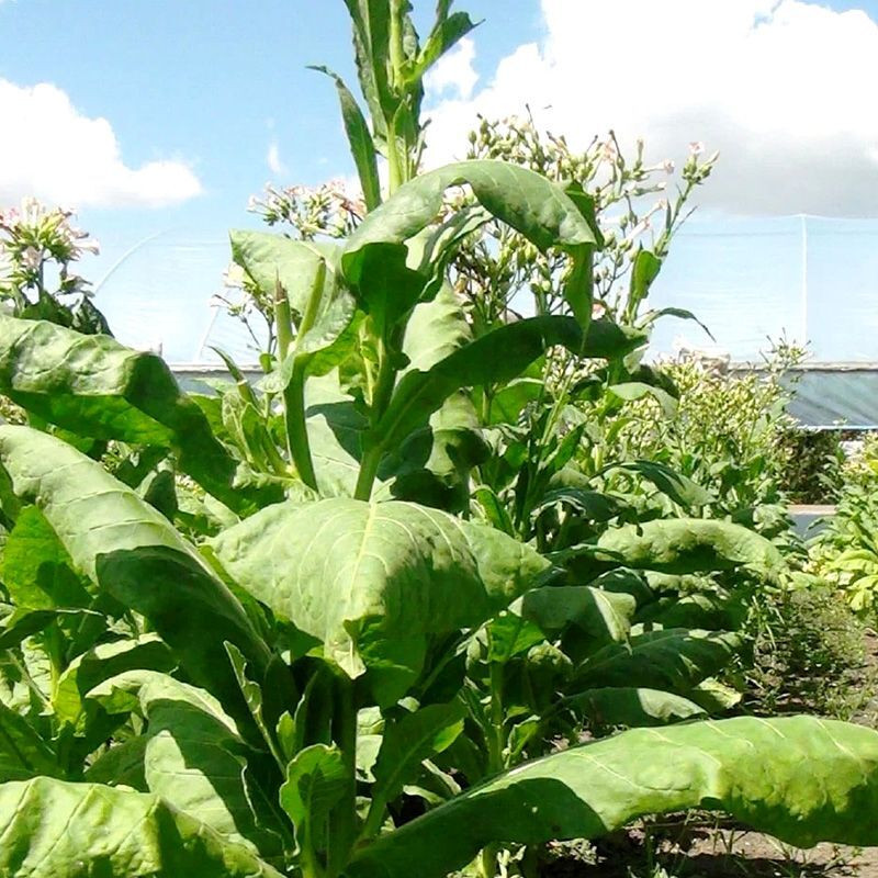 Tobacco seeds - Burley 5 - 100