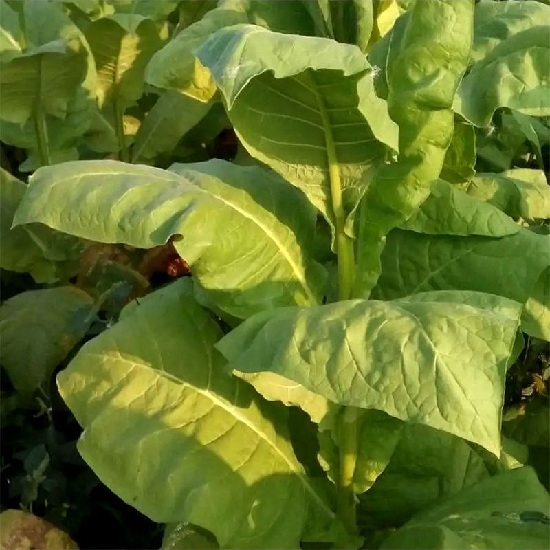 Tobacco seeds - Burley 5 - 100