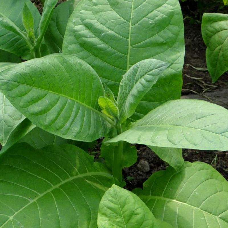 Tobacco seeds - Burley 5 - 100
