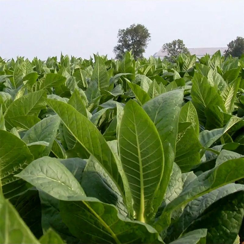 Tobacco seeds - Burley 5 - 100