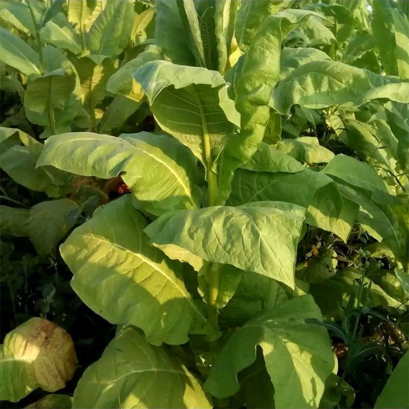 Tobacco seeds - Burley 5 - 100