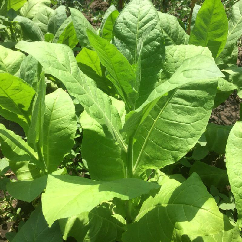 Tobacco seeds - Burley 5 - 100