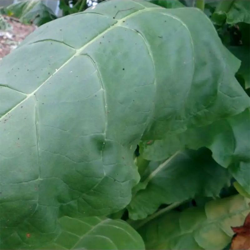 Tobacco seeds - Virginia x Burley 38 - 100