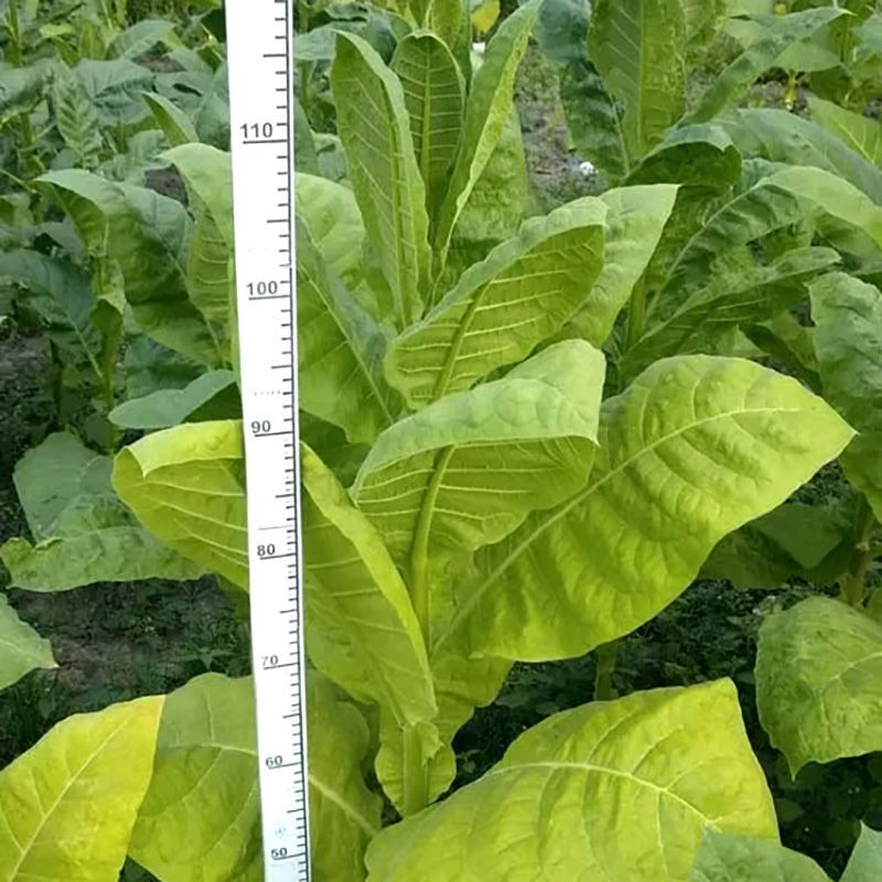 Tobacco seeds - Virginia x Burley 38 - 100