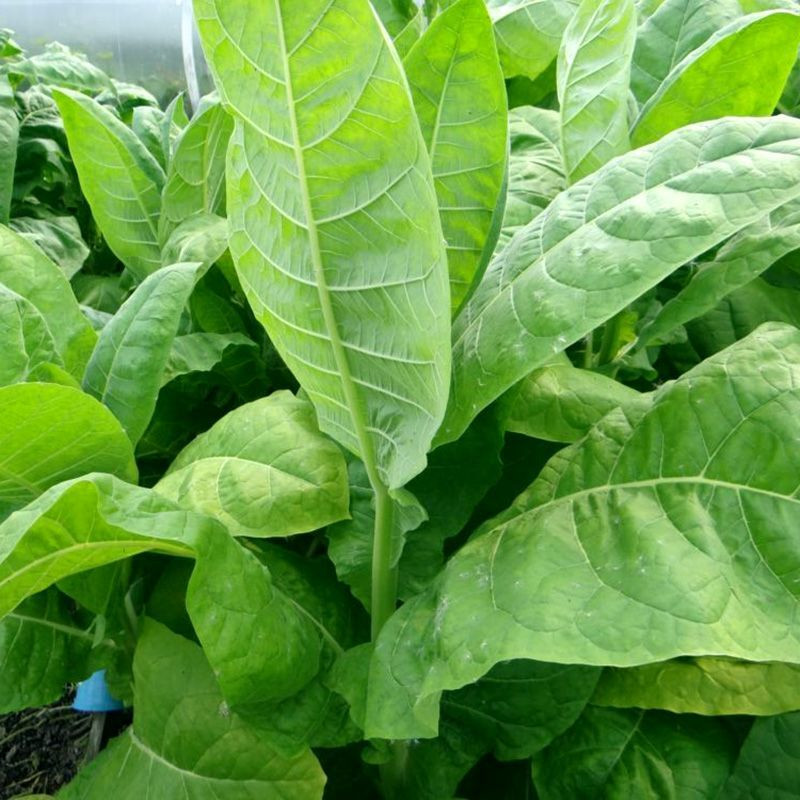 Tobacco seeds - Virginia x Burley 38 - 100