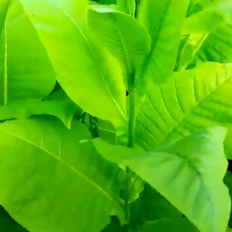 Tobacco seeds - Virginia x Burley 38 - 100