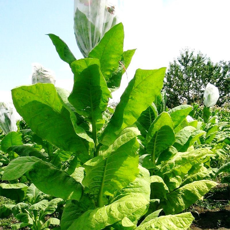 Tobacco seeds - Virginia x Burley 38 - 100