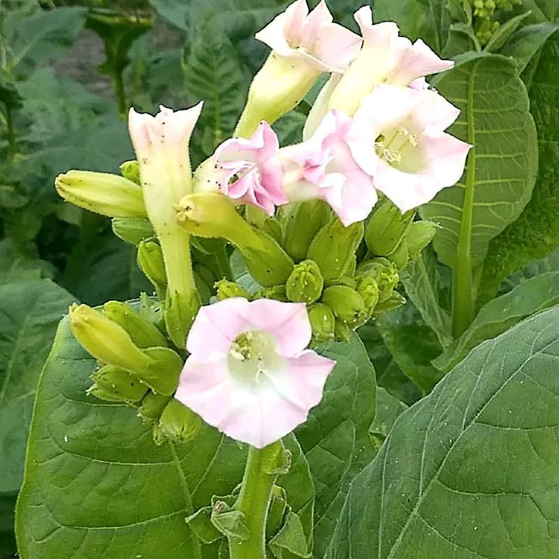 Tobacco seeds - Virginia x Burley 38 - 100