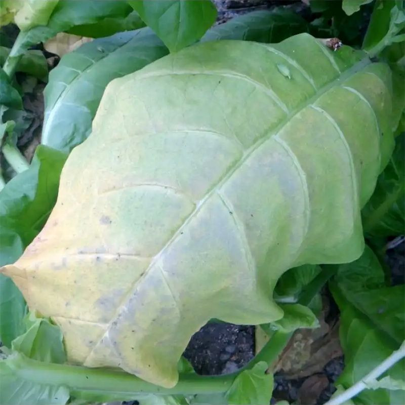 Tobacco seeds - Virginia x Burley 38 - 100