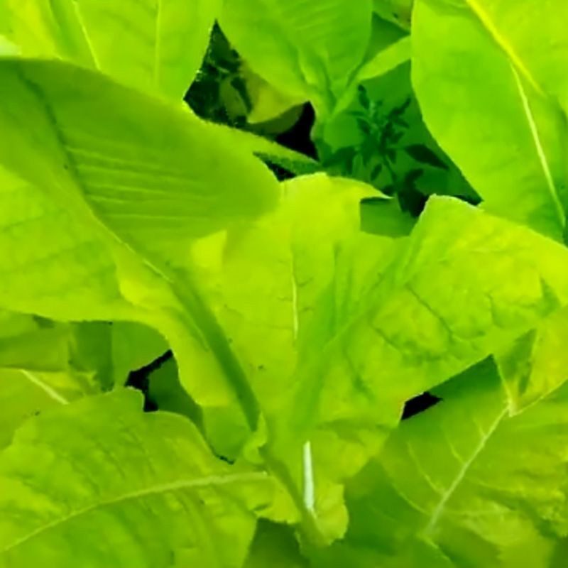 Tobacco seeds - Virginia x Burley 38 - 100