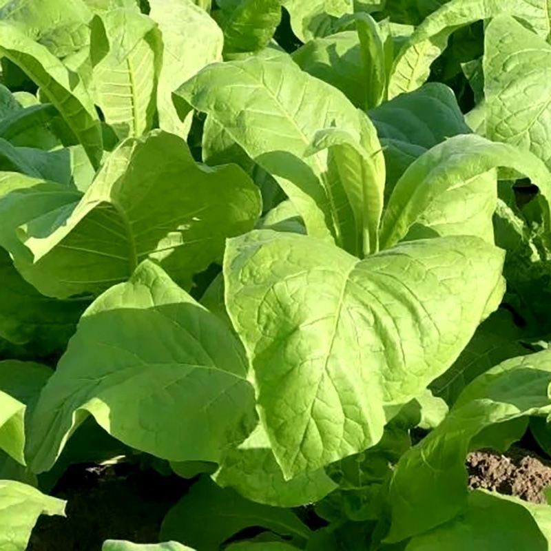 Tobacco seeds - Virginia 647 - 100