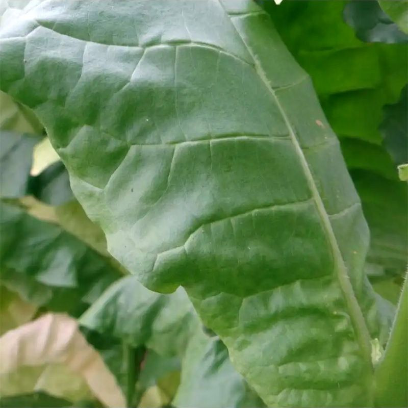 Tobacco seeds - Virginia 647 - 100