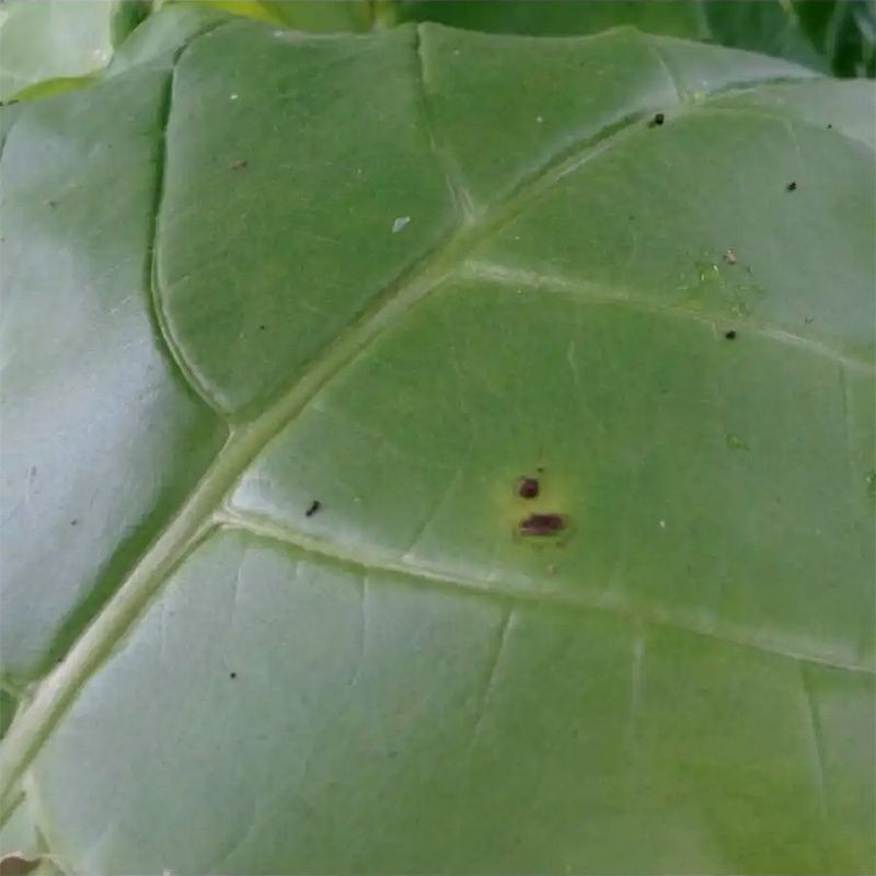 Tobacco seeds - Virginia 647 - 100