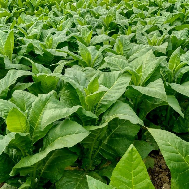 Tobacco seeds - Virginia 647 - 100