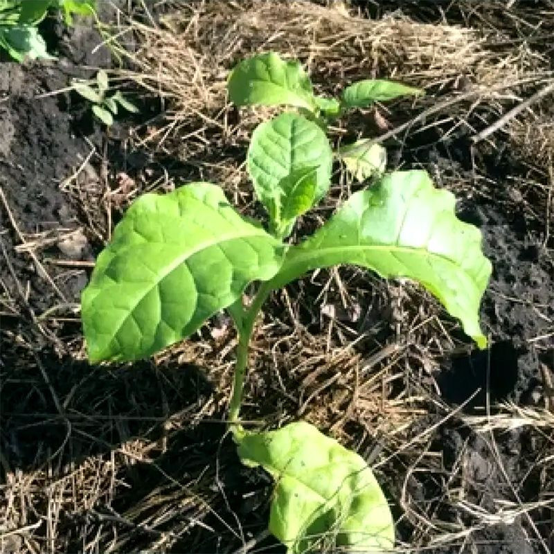 Tobacco seeds - Virginia 647 - 100
