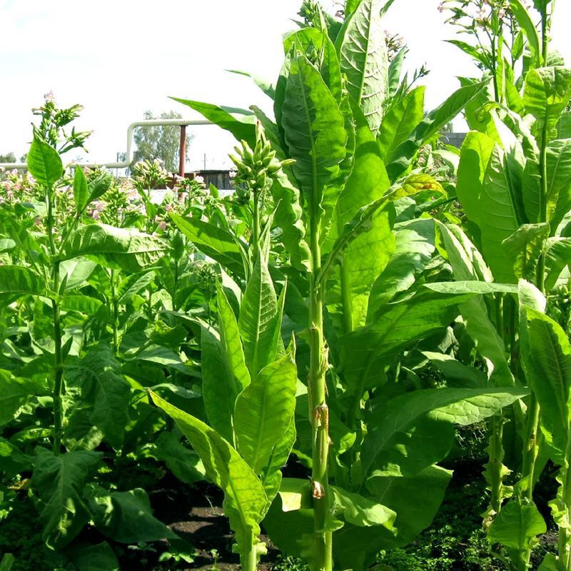 Tobacco seeds - Virginia 647 - 100