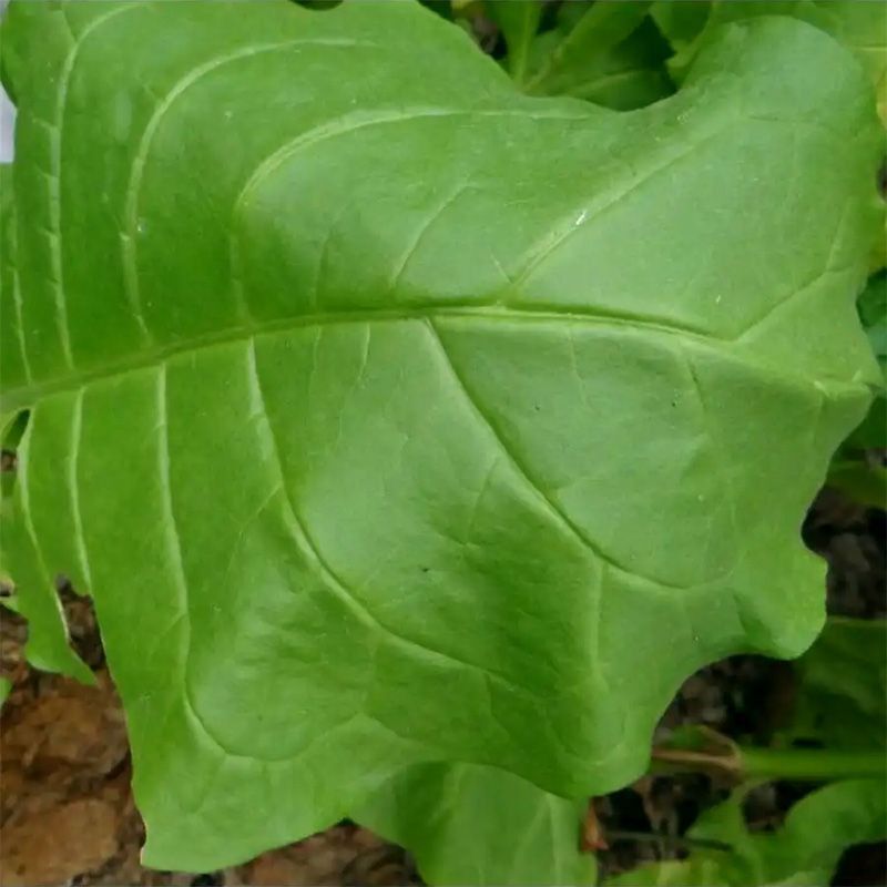 Tobacco seeds - Virginia 647 - 100