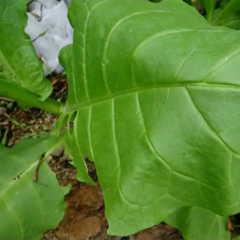 Tobacco seeds - Virginia 647 - 100
