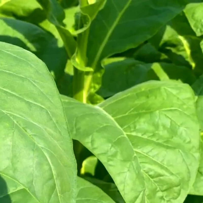 Tobacco seeds - Virginia 647 - 100