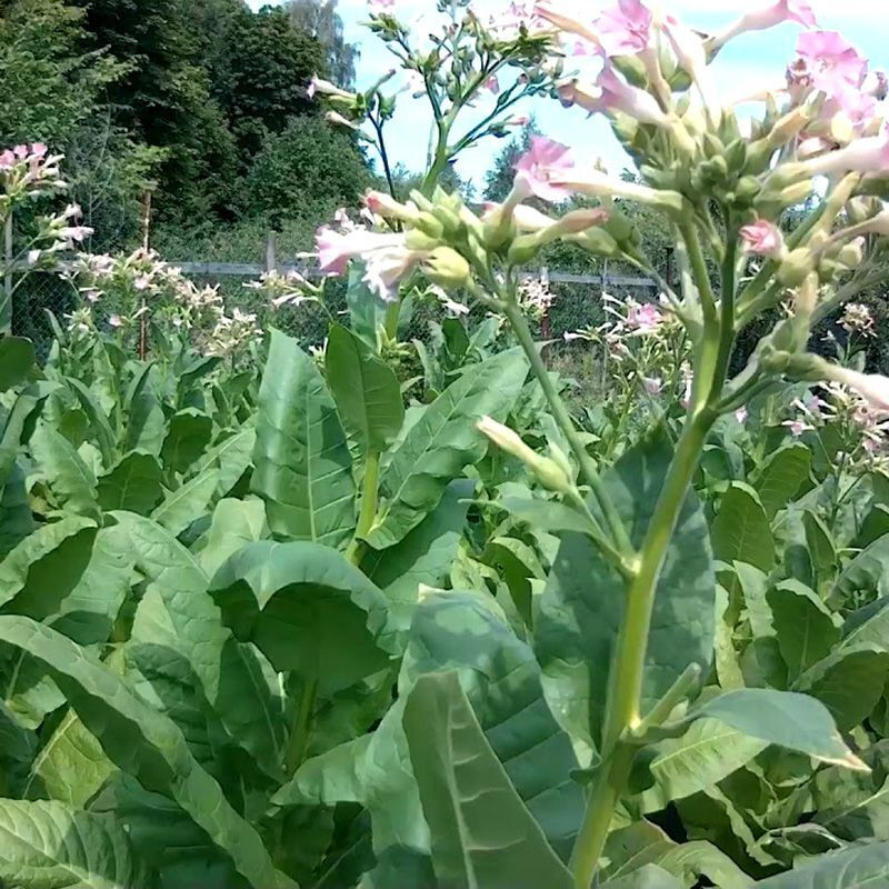 Tobacco seeds - Virginia 310 - 50