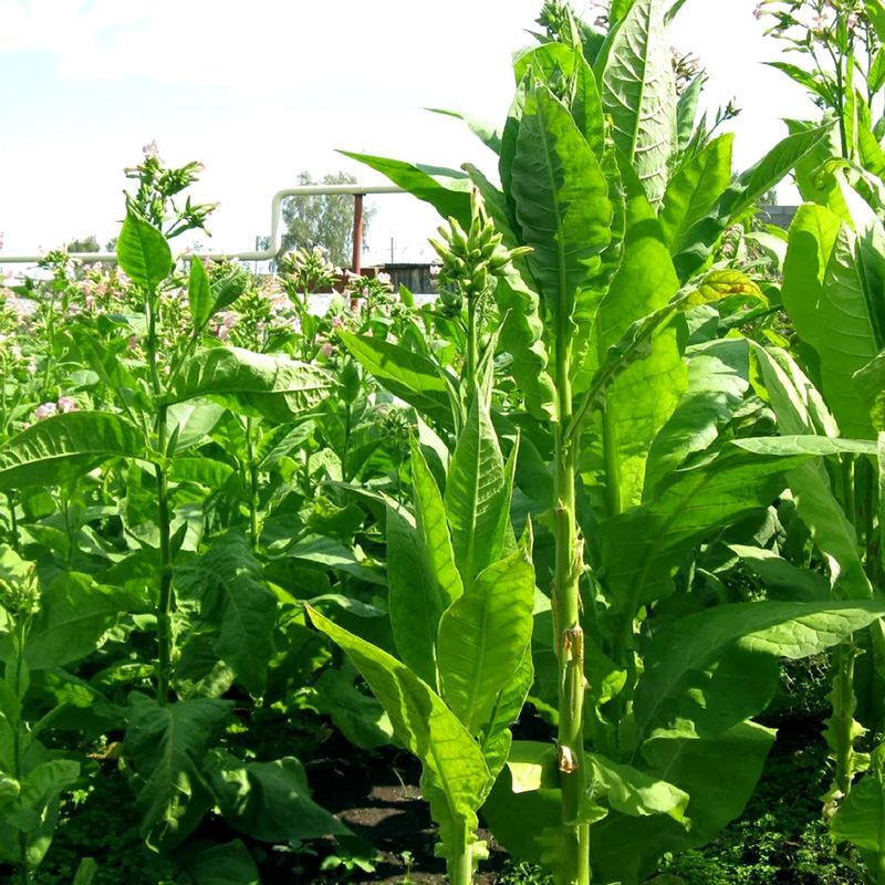 Tobacco seeds - Virginia 310 - 50
