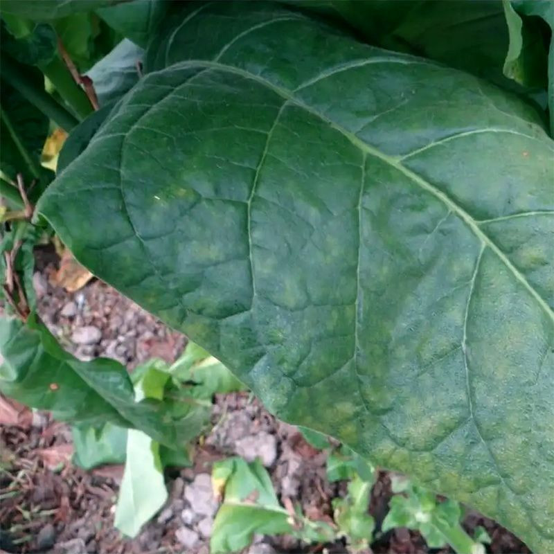 Tobacco seeds - Virginia 310 - 50