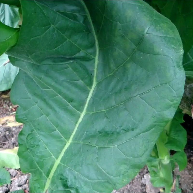 Tobacco seeds - Virginia 310 - 50