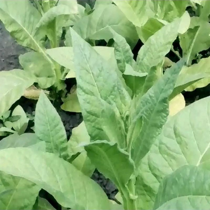 Tobacco seeds - Virginia 310 - 50