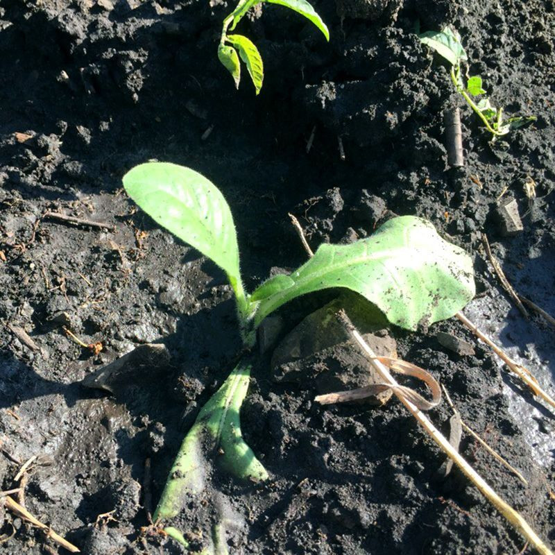 Tobacco seeds - Virginia 310 - 50