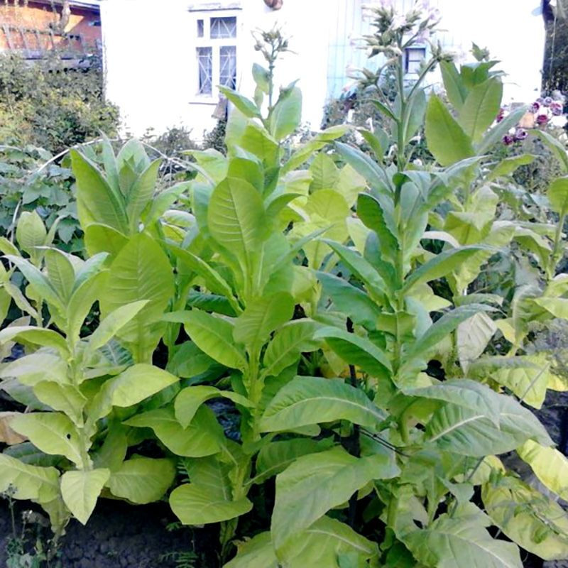 Tobacco seeds - Virginia 310 - 50