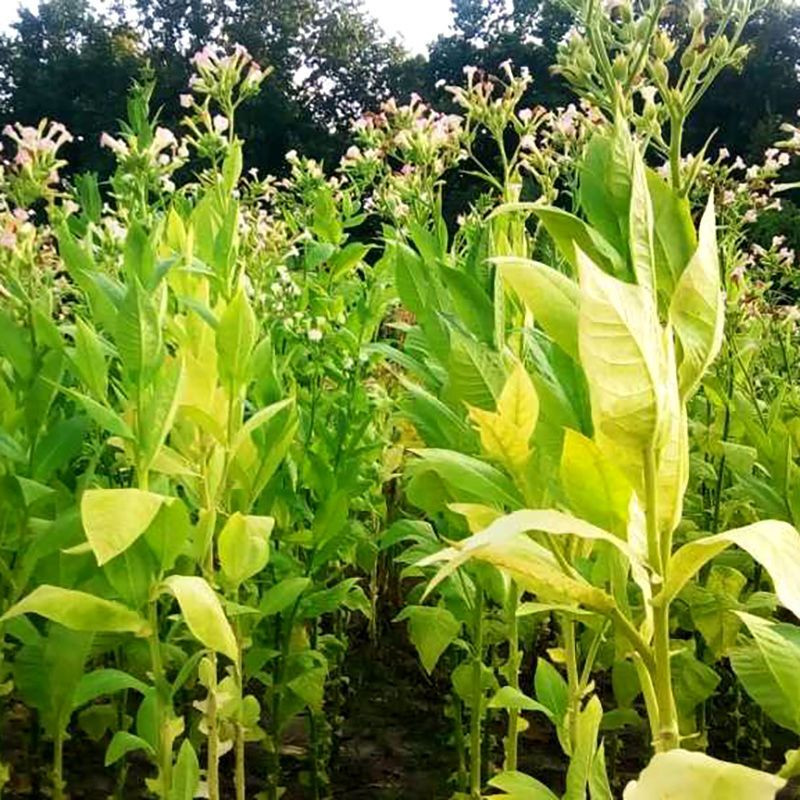 Tobacco seeds - Virginia 310 - 50