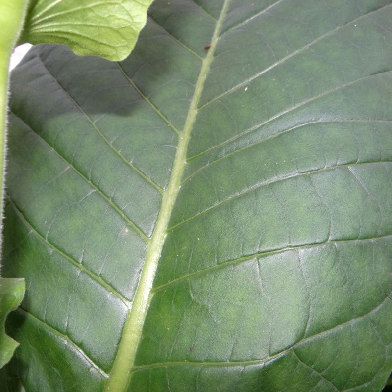 Tobacco seeds Maryland - 50