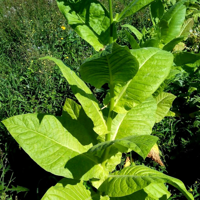 Tobacco seeds Maryland - 50