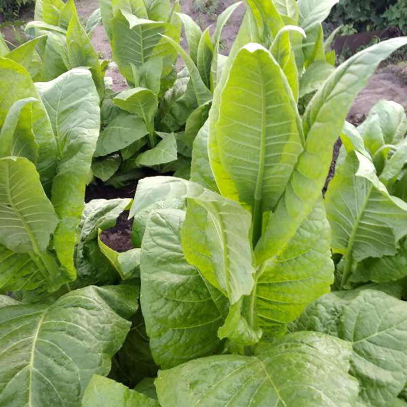 Tobacco seeds Maryland - 50