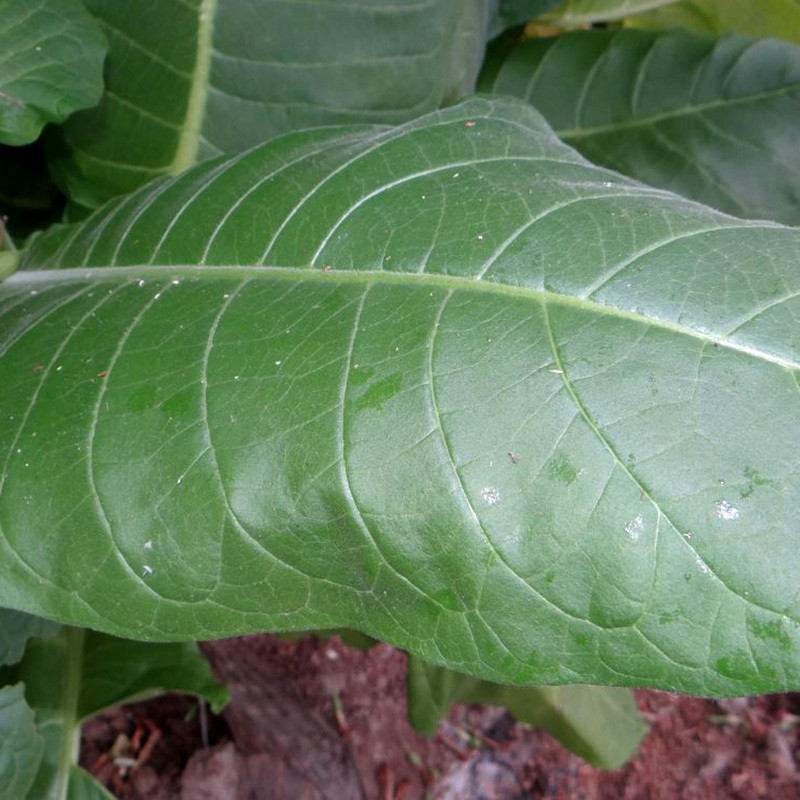 Tobacco seeds Maryland - 50