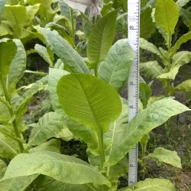 Tobacco seeds Maryland - 50